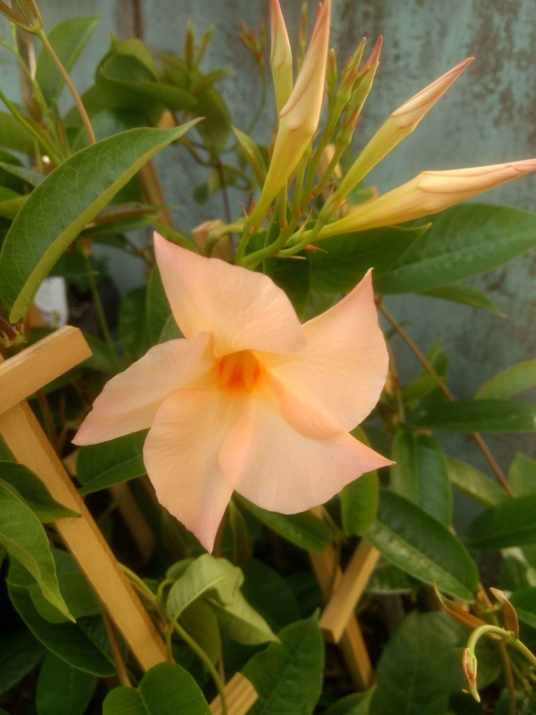 Apricot mandevilla in our lancaster county greenhouse