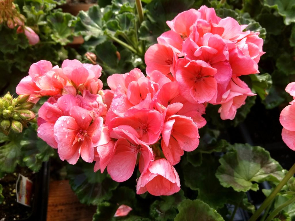 Planting Geraniums From Seed | Plant Geraniums Seeds