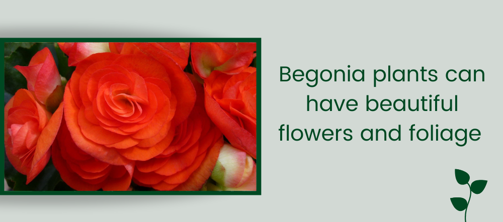 Begonia plants and blooms