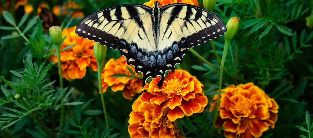 Butterfly on a marigold bloom