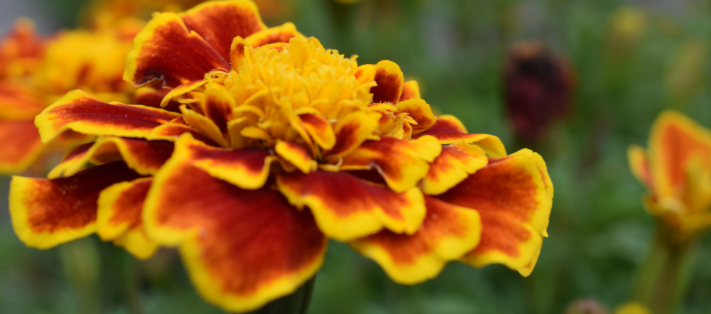 Close up of a marigold bloom
