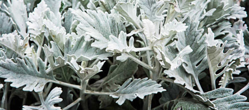 Dusty miller plant up close