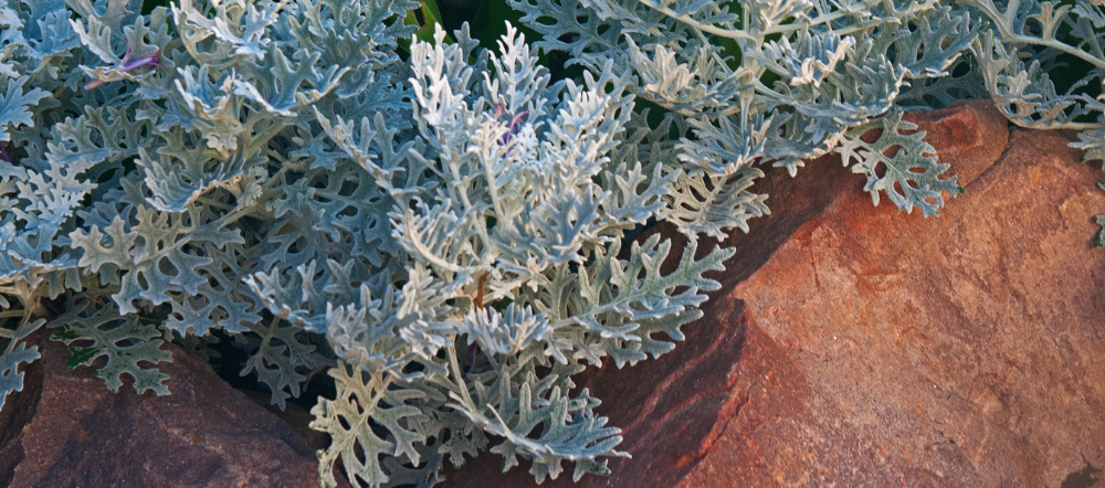 Dusty miller plant