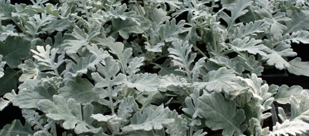 Dusty miller plants