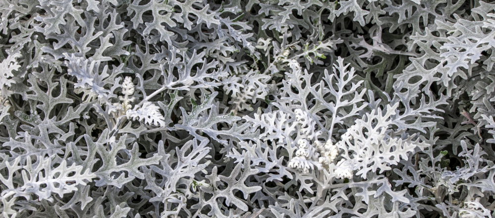Dusty miller up close