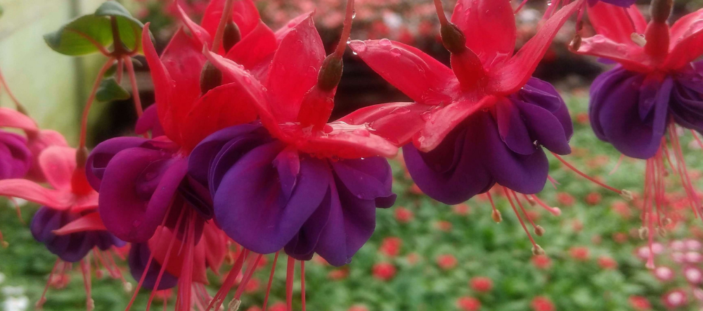 Fuchsia in a hanging basket