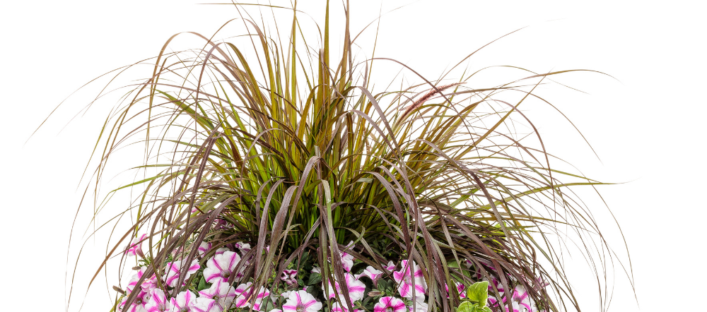 Grasses in a hanging basket