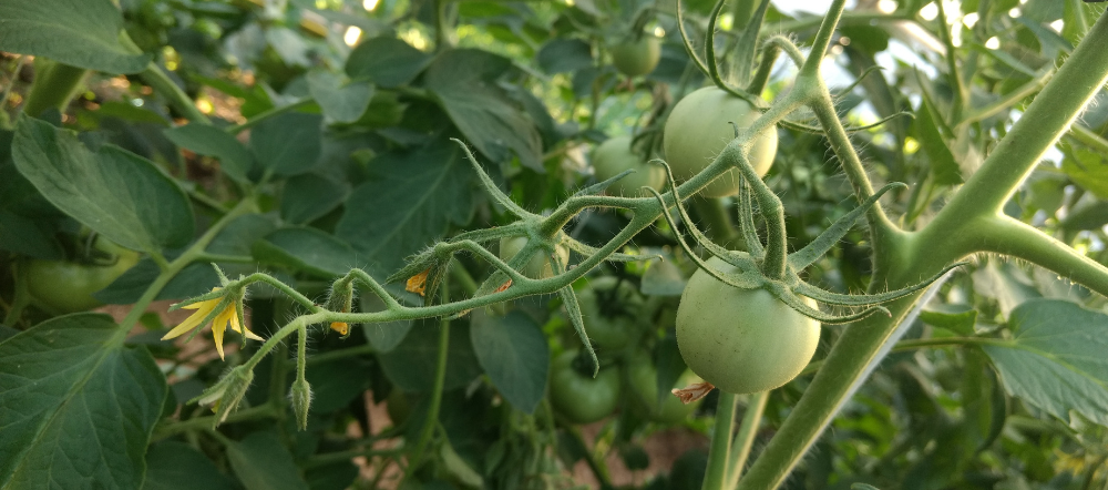 Green tomatoes on the vine