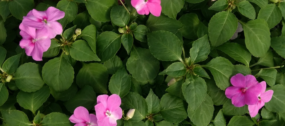 Impatiens in a hanging basket