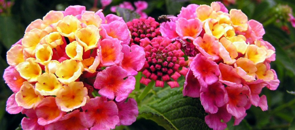 Lantana in a hanging basket