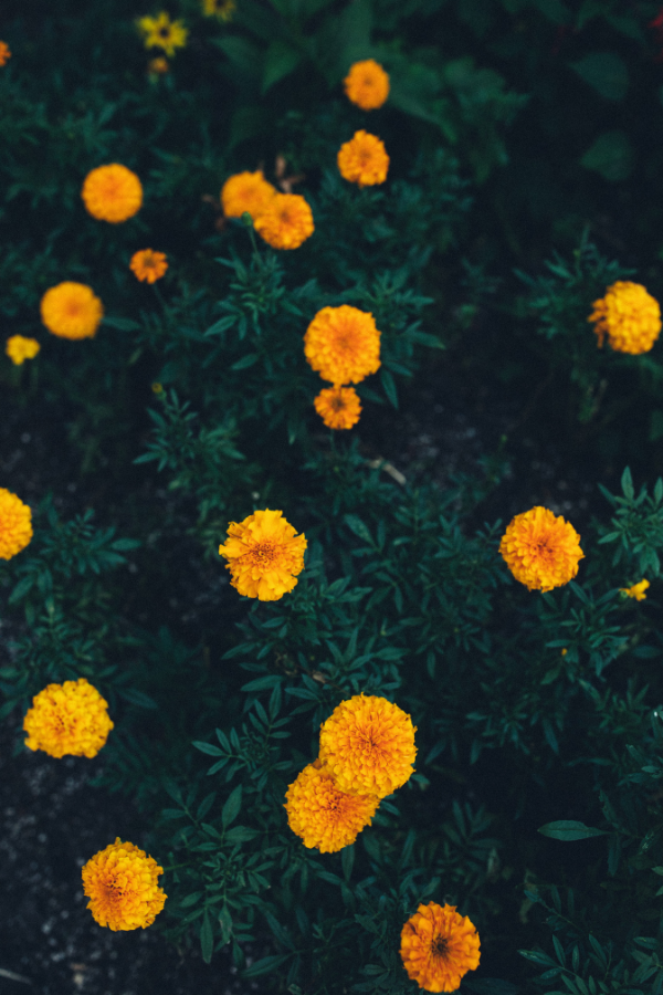 Marigolds blooming in a garden