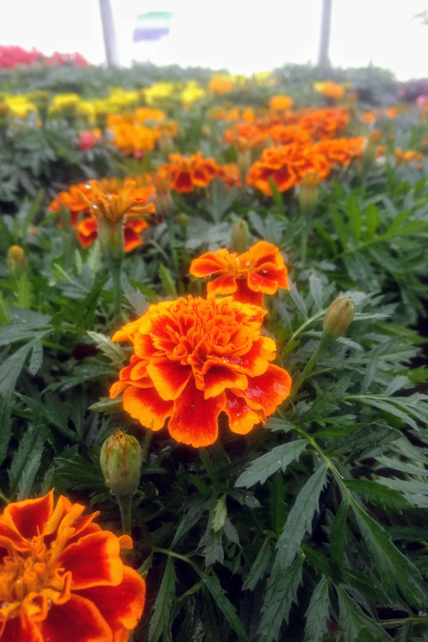 Marigolds blooming