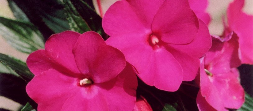 New Guinea impatiens in a hanging basket