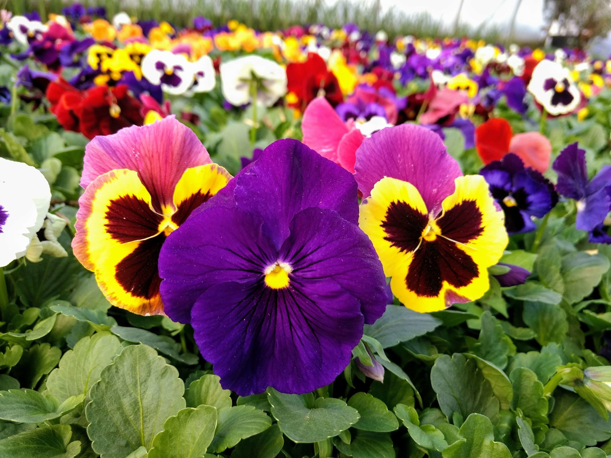 healthy annuals blooming in a greenhouse because they were planted at the right time