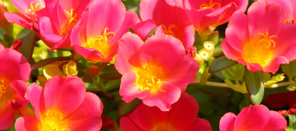 Portulaca in a hanging basket