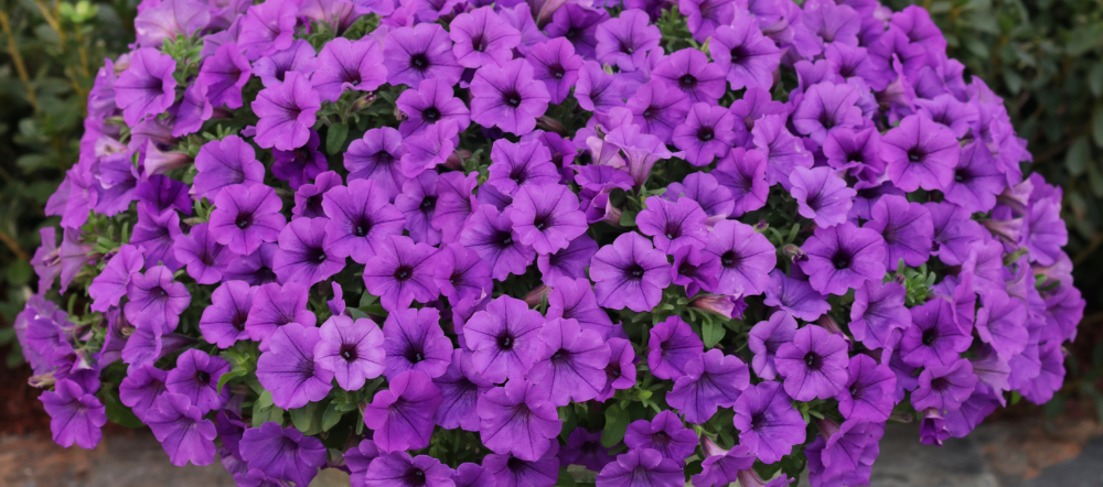 Purple Supertunias