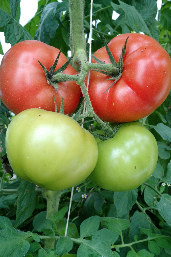 Red tomatoes on a vine in PA