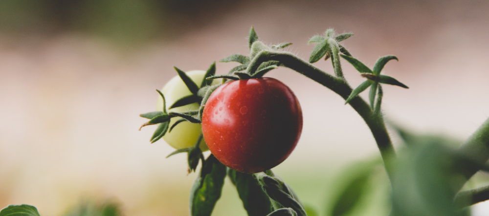 Tomato plants on the vine