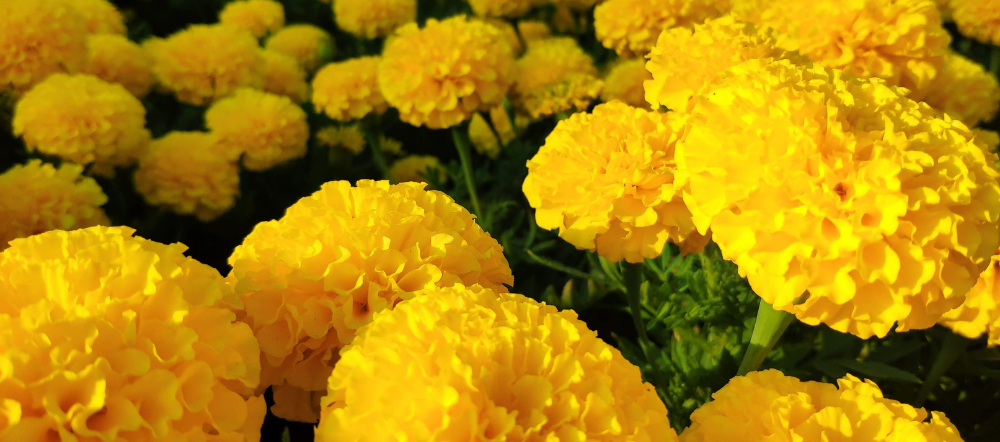 Yellow marigold blooms