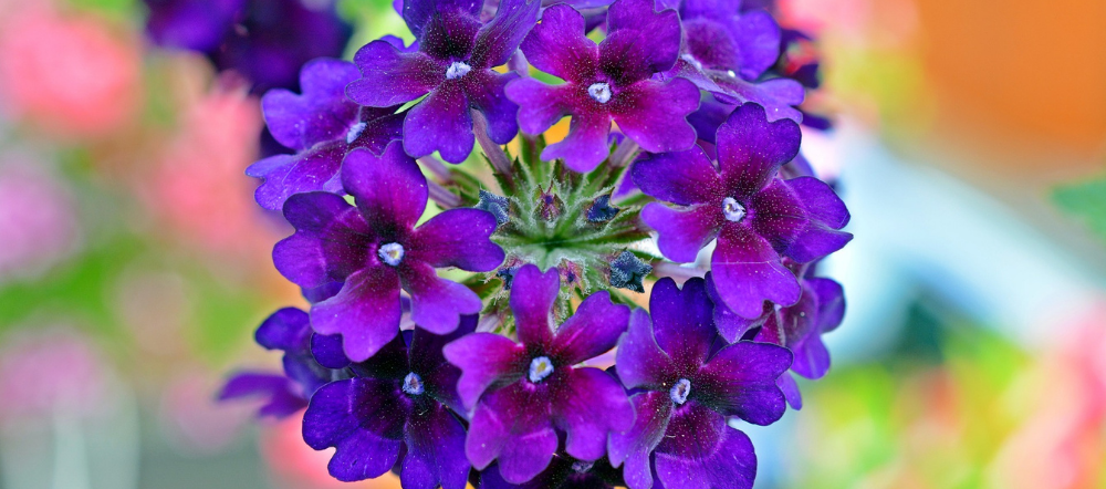 verbena in a hanging basket