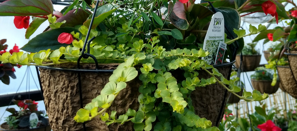 vines in a hanging basket