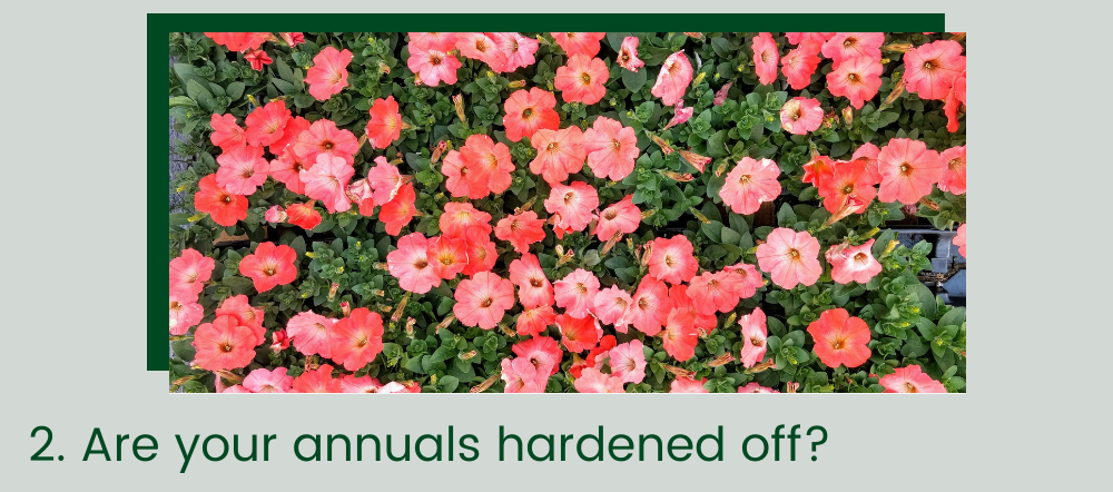 Are your annuals hardened off