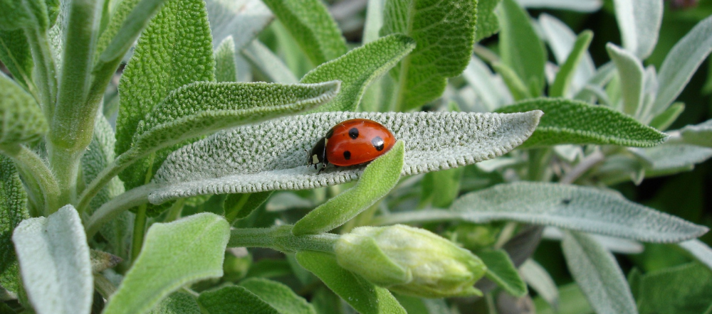Lady bug on a sage plant