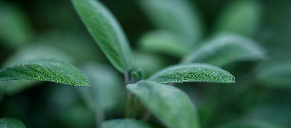 Sage plant up close