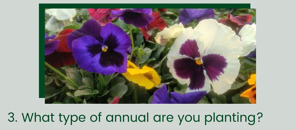 What type of annual are you planting