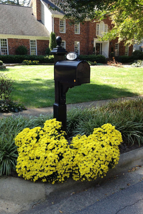 Yellow flowers planted around a mailbox