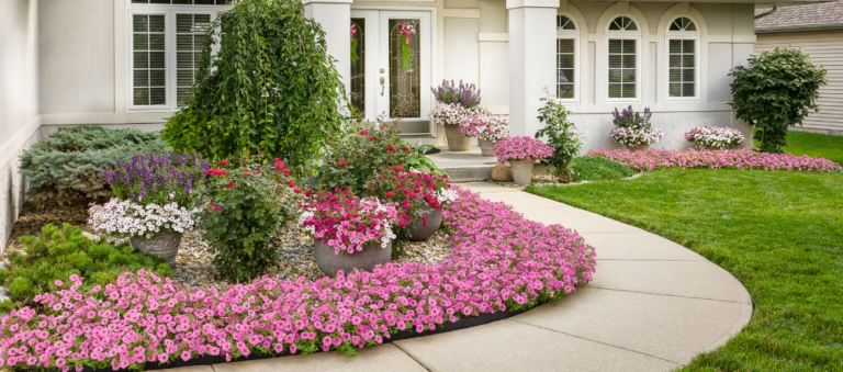 Bubblegum petunias bording a walkway