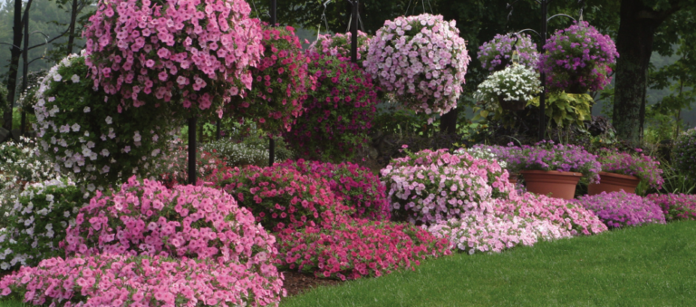 Bubblegum petunias growing in landscape