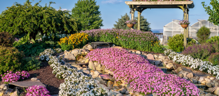 Bubblegum petunias pouring over rocks