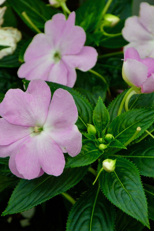 New Guinea impatiens in a planter