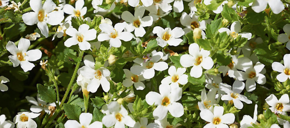 Close up of white bacopa