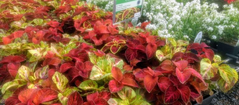 When To Plant Coleus Outside When To Plant Coleus From Seed When To Plant Coleus Outside When To Plant Coleus From Seed