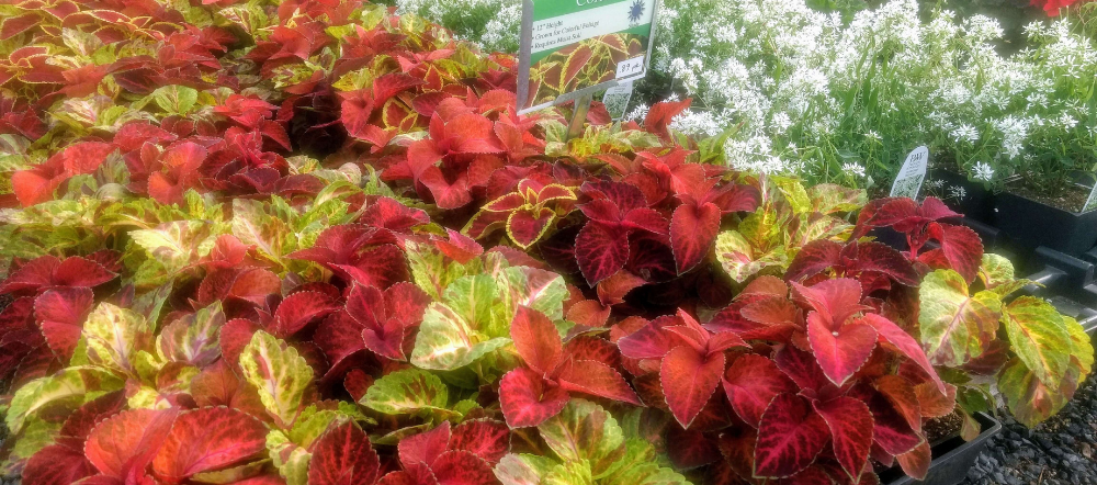 Coleus in a greenhouse