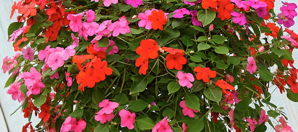 Colorful impatiens in a hanging basket