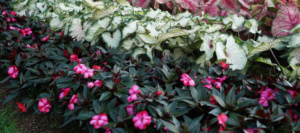 Guide To Growing New Guinea Impatiens   Companion Plants For New Guinea Impatiens 300x133 