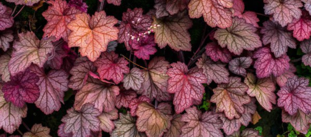 coral bells in a hanging basket