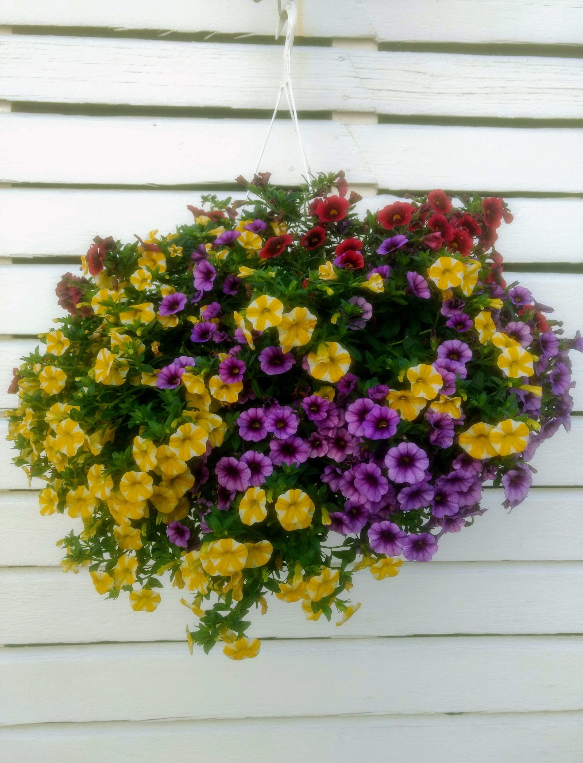 Hanging basket with callibroachoa flowers