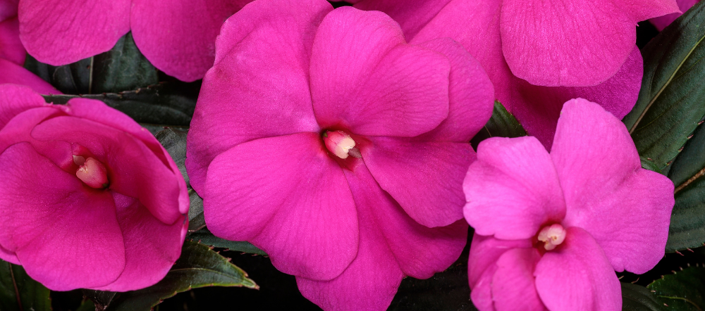 Pink New Guinea impatiens blooms
