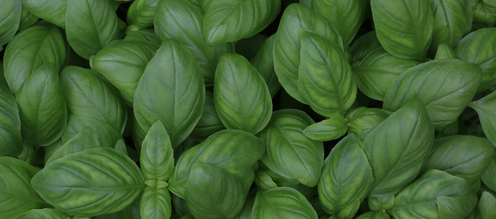 Basil Leaves From the Top
