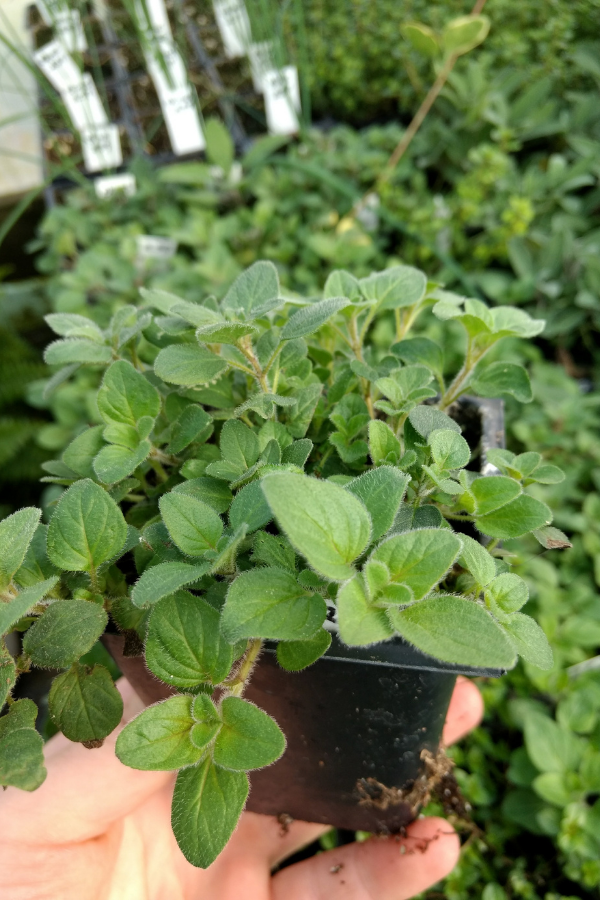 Oregano plant in a pot