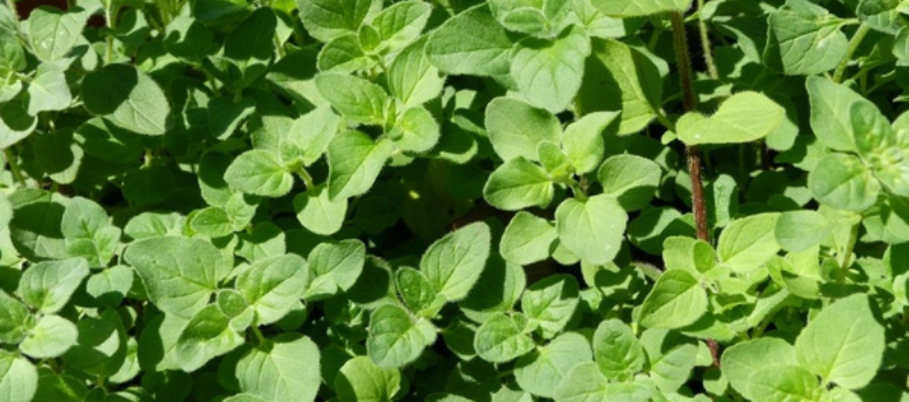 Oregano plant in the sun