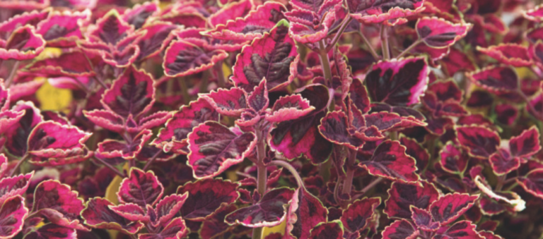 Planting Sun Coleus From Seed | Plant Sun Coleus Seeds