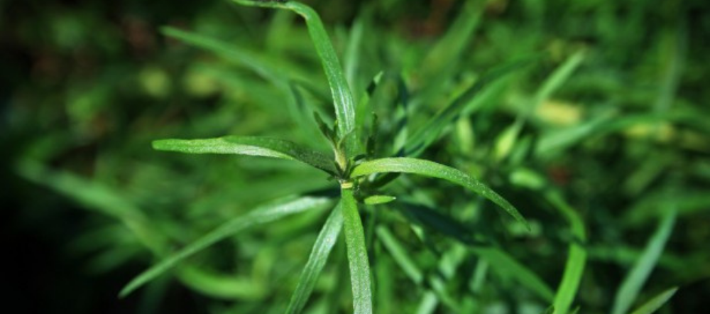 Tarragon Leaves From Top