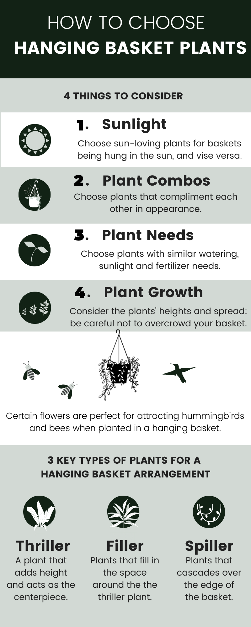 How to Choose Hanging Basket Plants Infographic