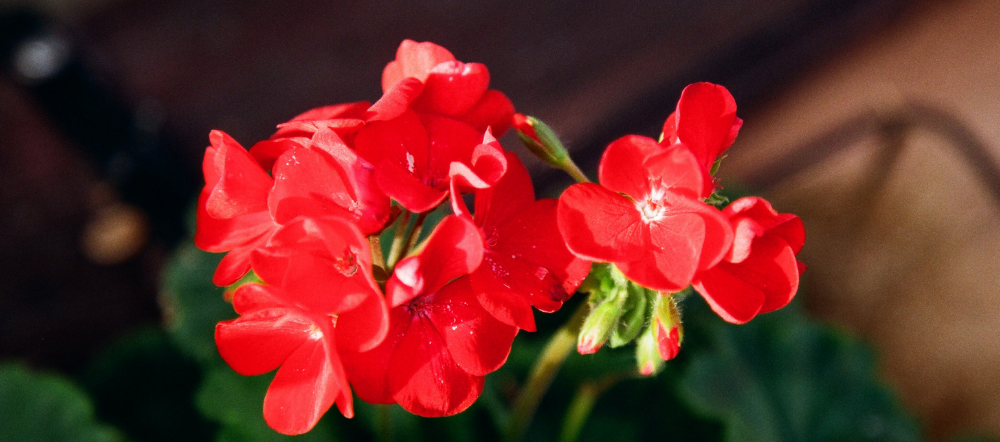 Red Geranium Blooms
