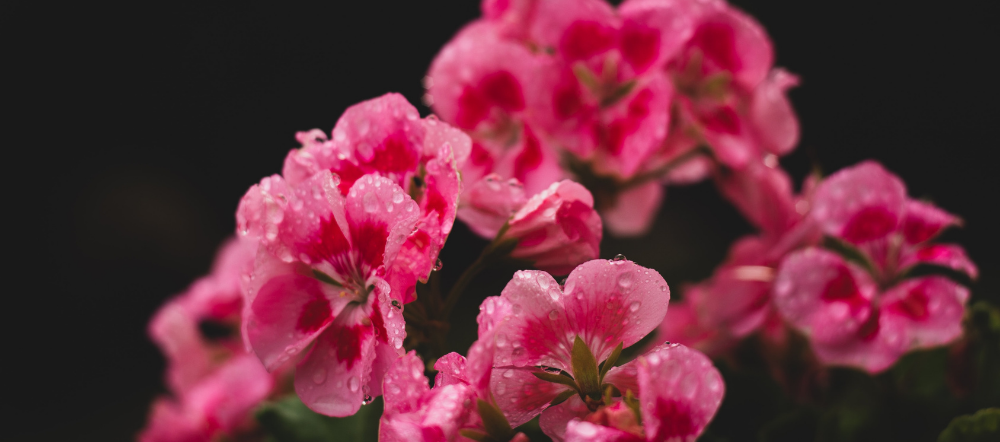 Water Droplets on Pink Geranium Plants